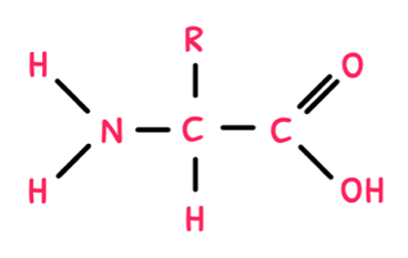 Bio Topic 2 subTopic 4 notes image 1