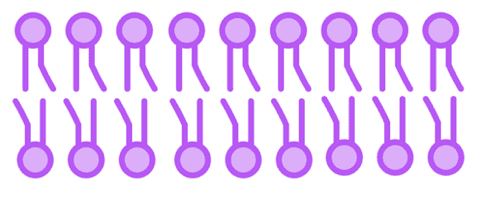 Bio Topic 1 subTopic 3 notes image 2