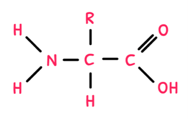 Bio Topic 2 subTopic 4 notes image 1