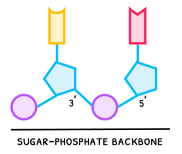 Bio Topic 2 subTopic 6 notes image 3