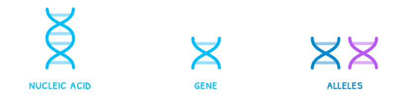Bio Topic 3 subTopic 1 notes image 1