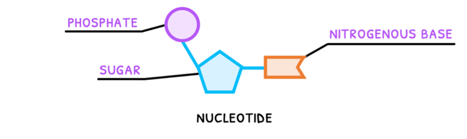 Bio Topic 2 subTopic 6 notes image 1
