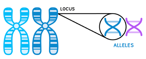 Bio Topic 3 subTopic 1 notes image 2
