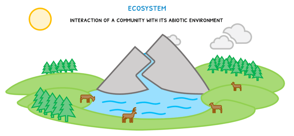 Bio Topic 4 subTopic 1 notes image 3