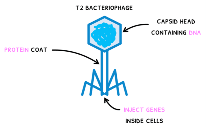Bio Topic 7 subTopic 1 notes image 1