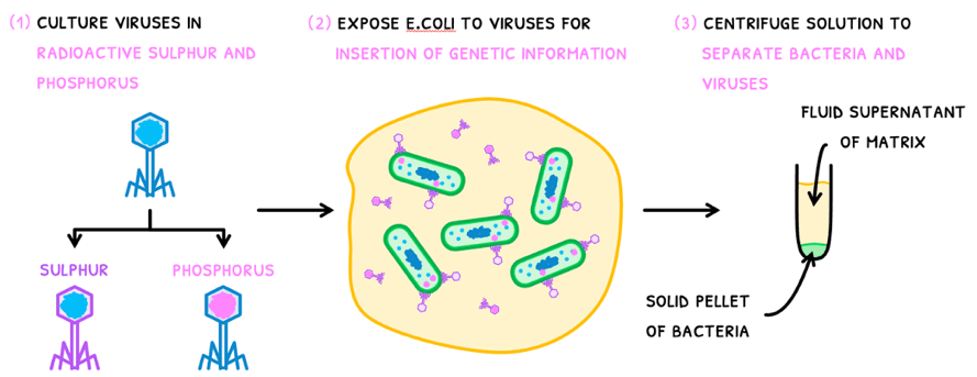 Bio Topic 7 subTopic 1 notes image 2