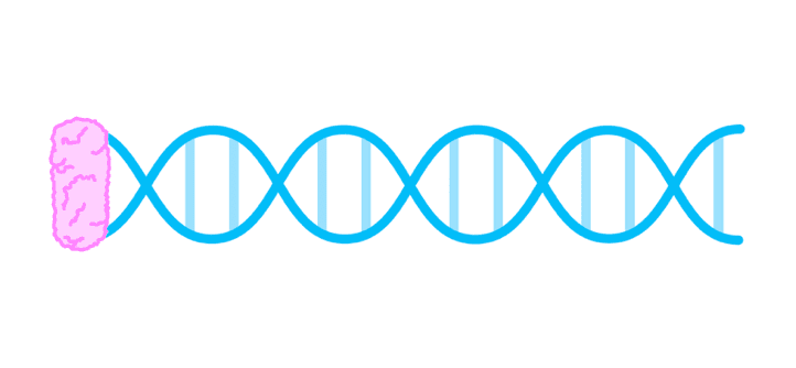 Bio Topic 7 subTopic 1 notes image 6