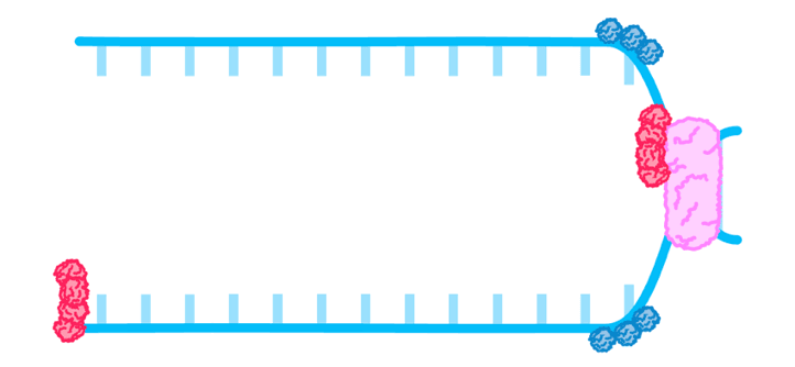 Bio Topic 7 subTopic 1 notes image 7