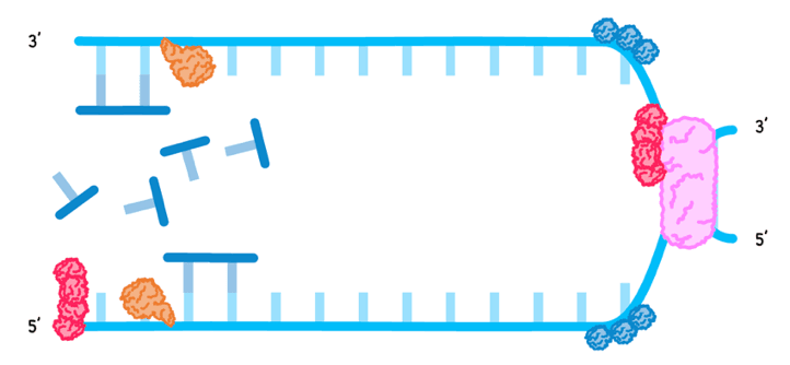 Bio Topic 7 subTopic 1 notes image 8