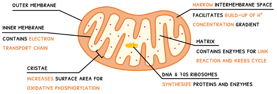 Bio Topic 8 subTopic 2 notes image 8