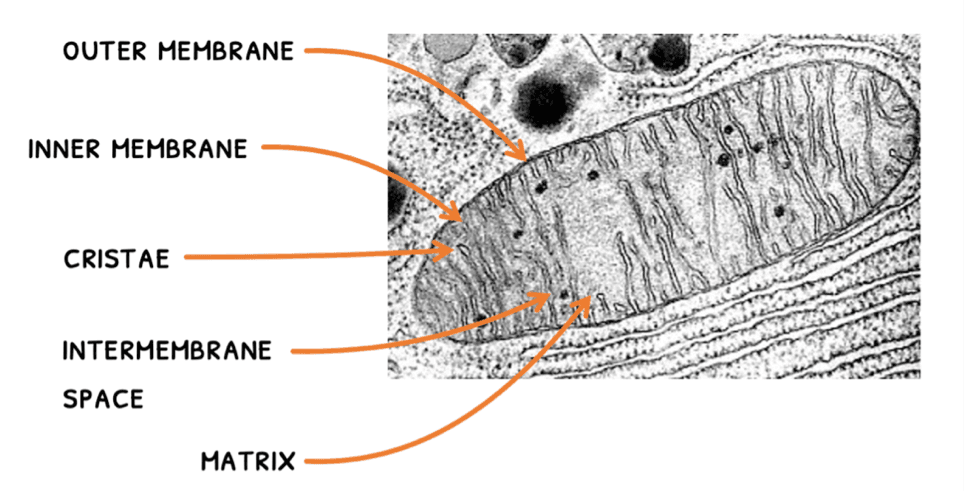 Bio Topic 8 subTopic 2 notes image 9
