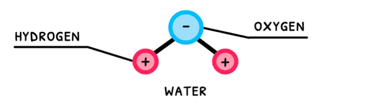 Bio Topic 2 subTopic 2 notes image 1
