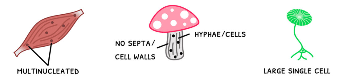 Bio Topic 1 subTopic 1 notes image 1