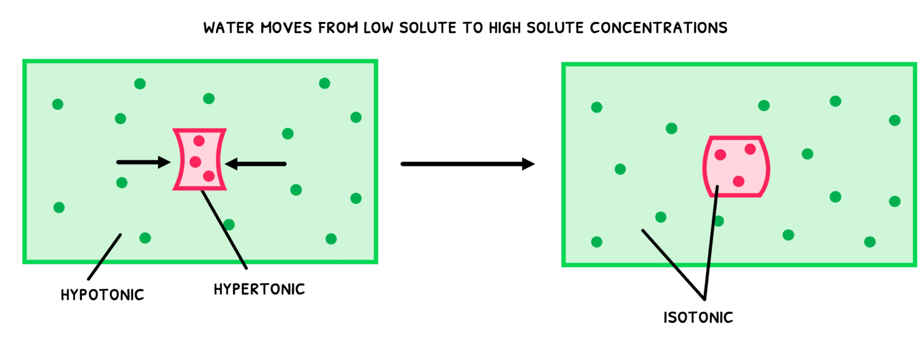 Bio Topic 1 subTopic 4 notes image 6
