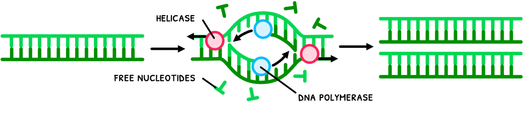 Bio Topic 2 subTopic 7 notes image 4