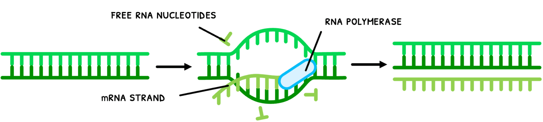 Bio Topic 2 subTopic 7 notes image 5