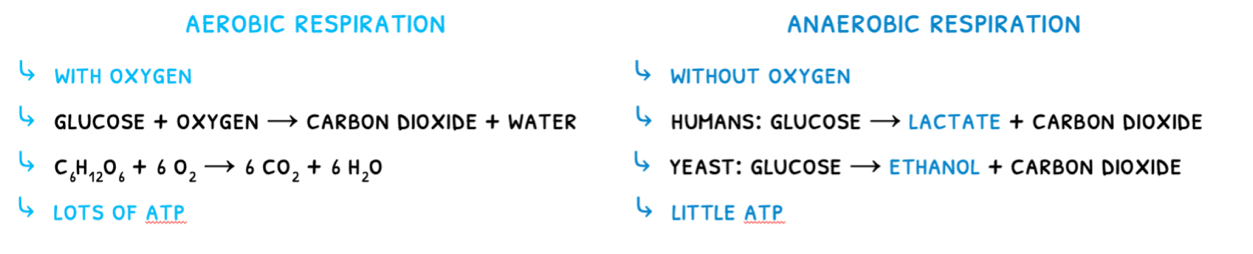 Bio Topic 2 subTopic 8 notes image 1