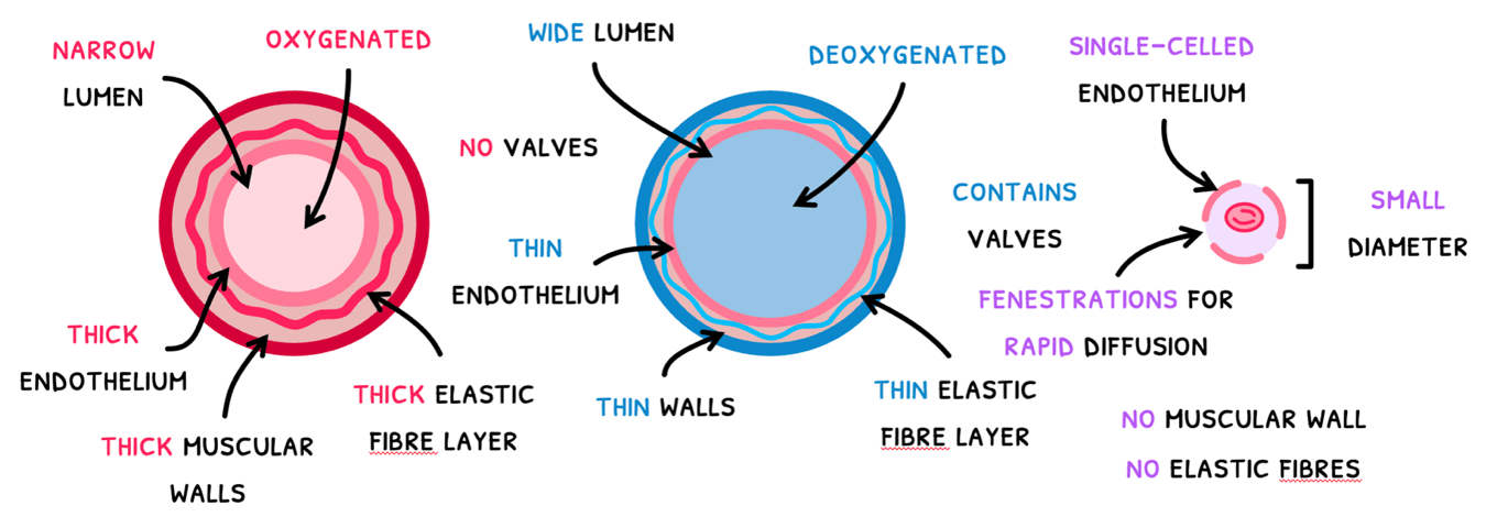 Bio Topic 6 subTopic 2 notes image 2