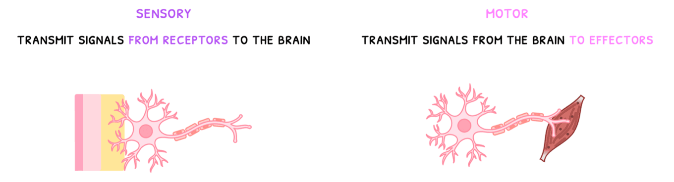 Bio Topic 6 subTopic 5 notes image 1