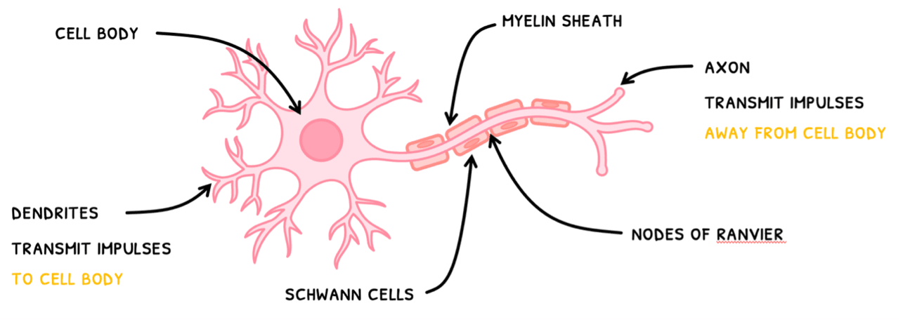 Bio Topic 6 subTopic 5 notes image 2