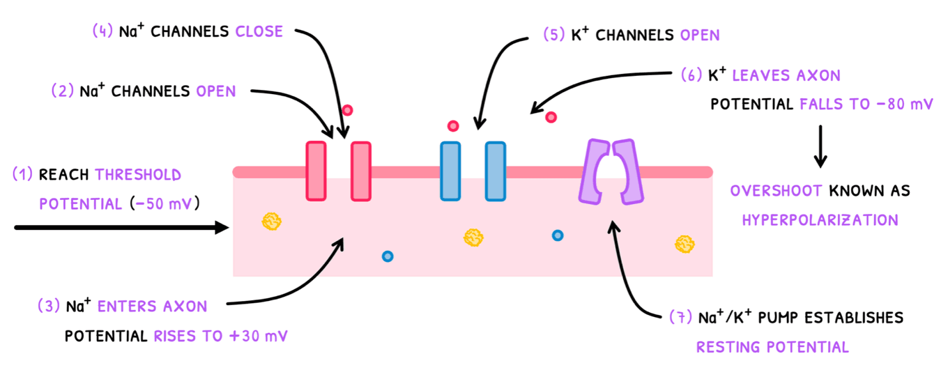 Bio Topic 6 subTopic 5 notes image 4