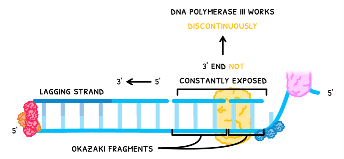 Bio Topic 7 subTopic 1 notes image 10