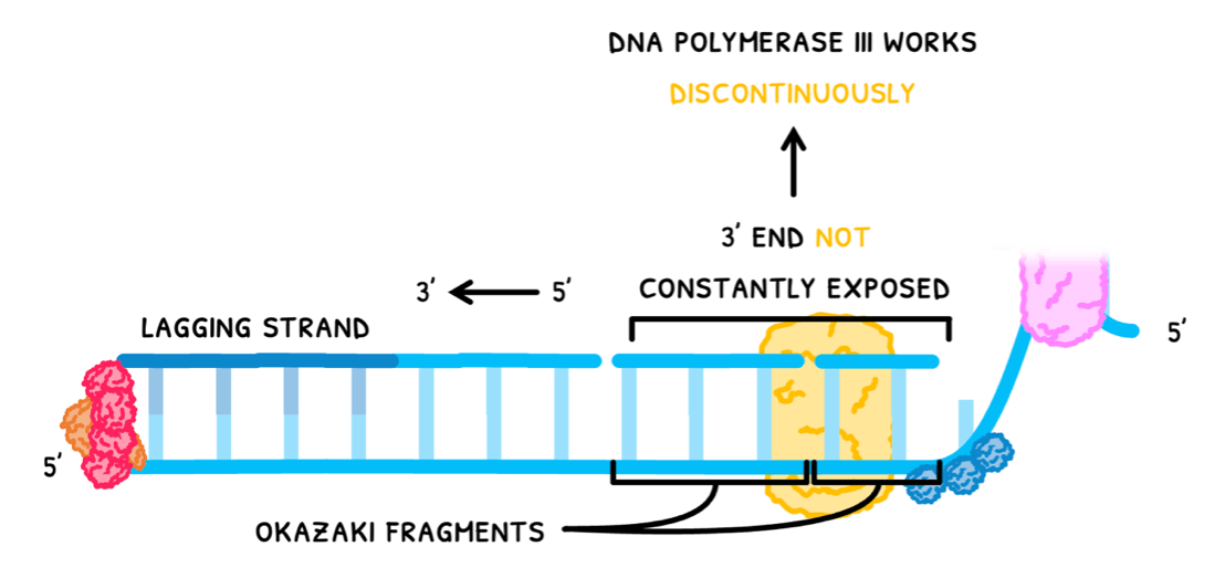 Bio Topic 7 subTopic 1 notes image 10