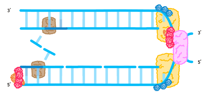 Bio Topic 7 subTopic 1 notes image 11