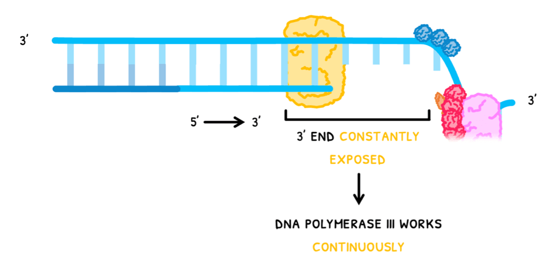 Bio Topic 7 subTopic 1 notes image 9