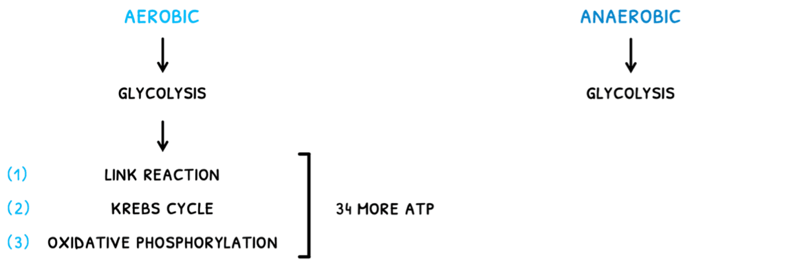 Bio Topic 8 subTopic 2 notes image 1