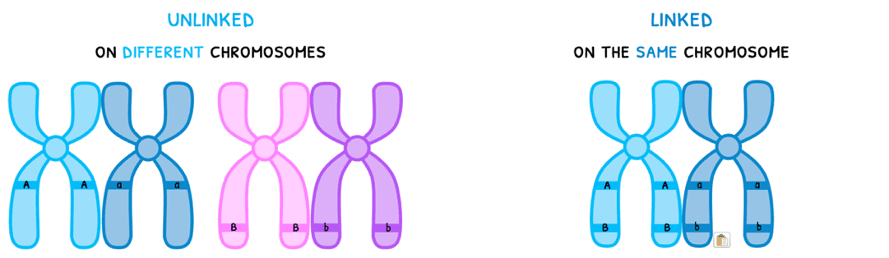 Bio Topic 10 subTopic 2 notes image 4