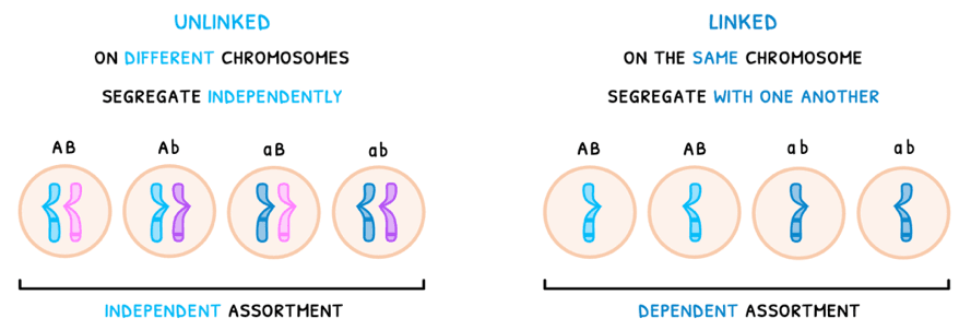 Bio Topic 10 subTopic 2 notes image 5