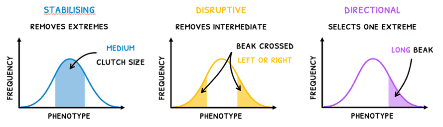 Bio Topic 10 subTopic 3 notes image 1