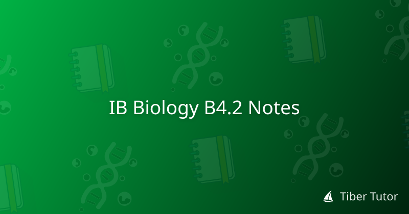 IB Biology B4.2 Notes » Tiber Tutor